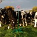 Cow's not included